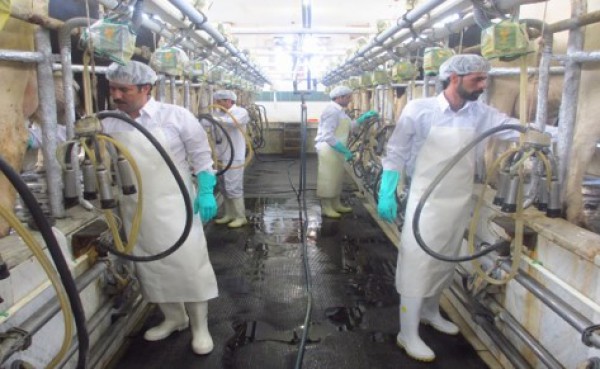 Raw milk | Iran Exports Companies, Services & Products | IREX