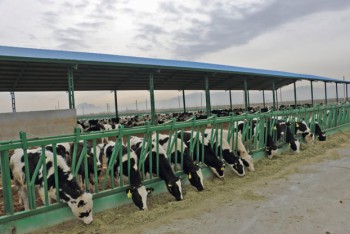 livestock type | Iran Exports Companies, Services & Products | IREX