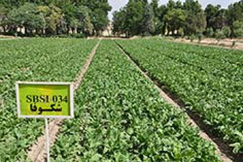 Monogerm sugar beet varieties for spring planting - SHOKOOFA