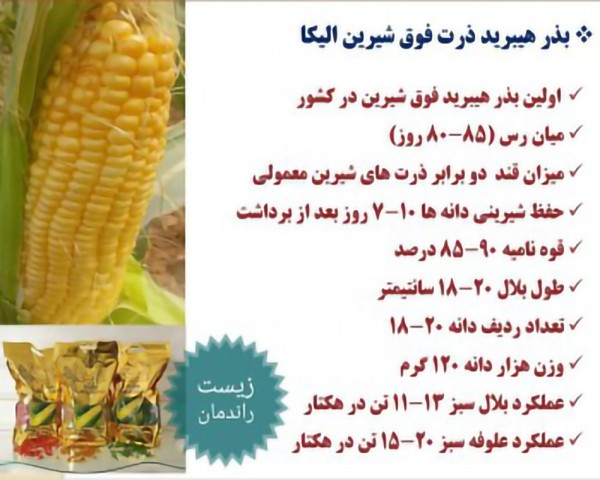 суперсладкая кукуруза | Iran Exports Companies, Services & Products | IREX