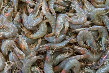 Farmed shrimp with head - 70_80