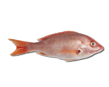 Hamra fish (red snapper fish) - 