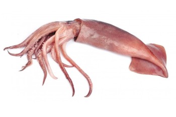 ماهی مرکب - 