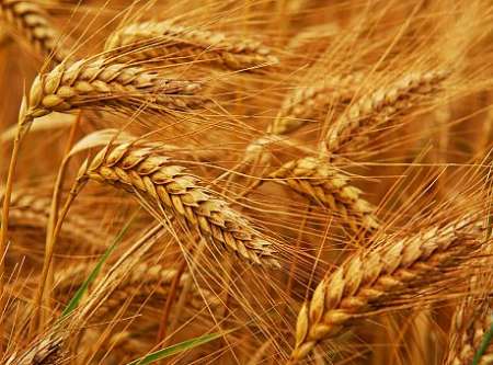  Iran becomes wheat exporter