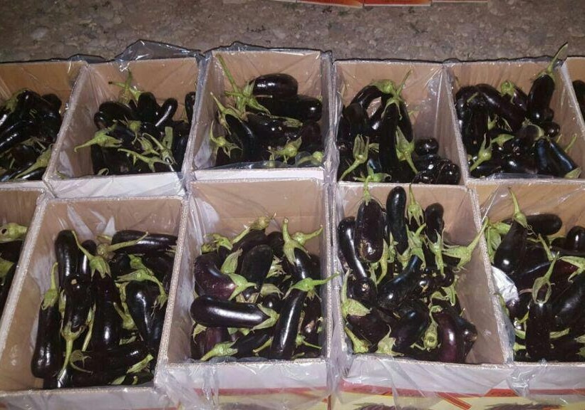 Iran exports 3,000 tons of eggplants to Russia