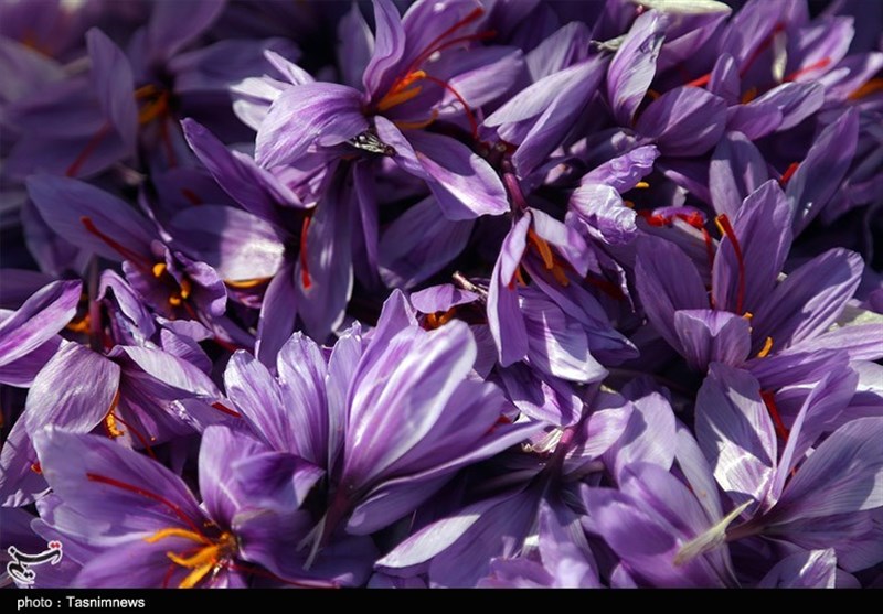 Iran Exports 105 Tons of Saffron to 47 Countries in 6 Months