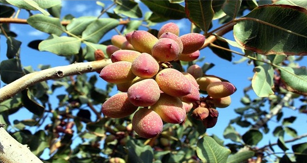 Iran, US have stiff competition in global pistachio market